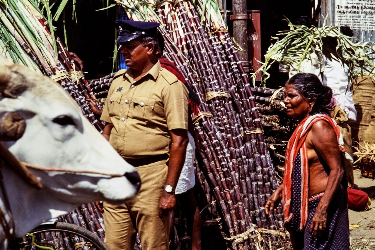 Local Indian street scene with a police officer, sugarcane vendor, and ox cart, depicting daily life.